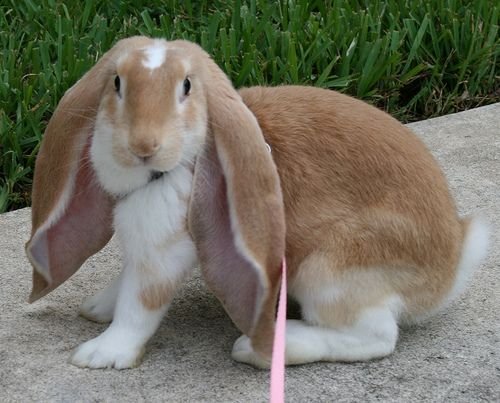 English Lop